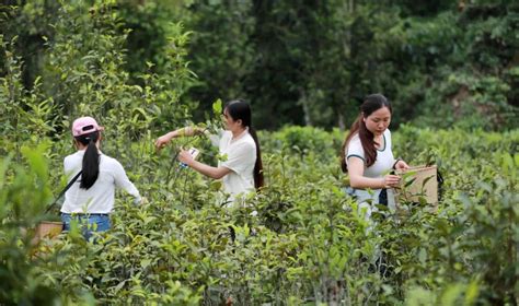 采茶啦！东门镇首届姑辽茶开采节开幕！ 左江网