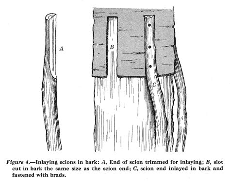 Bridge Grafting and Inarching Damaged Fruit Trees - Small Farmer's ...