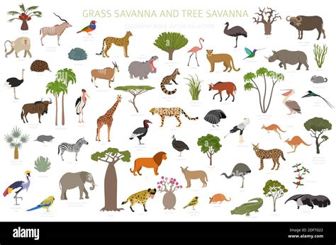 Tree savanna and grass savanna biome, natural region infographic ...