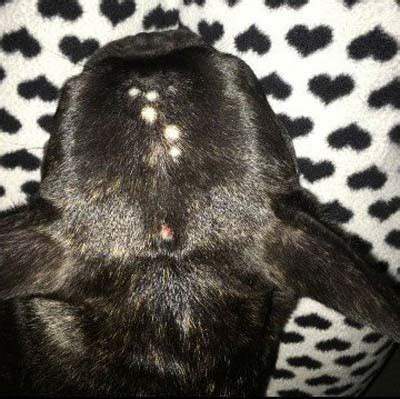 How Is Ringworm Diagnosed In Dogs