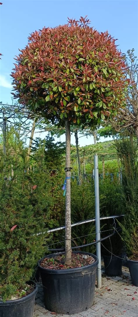 Kugel Hochstamm Photinia Fraseri Red Robin Bei Green Living