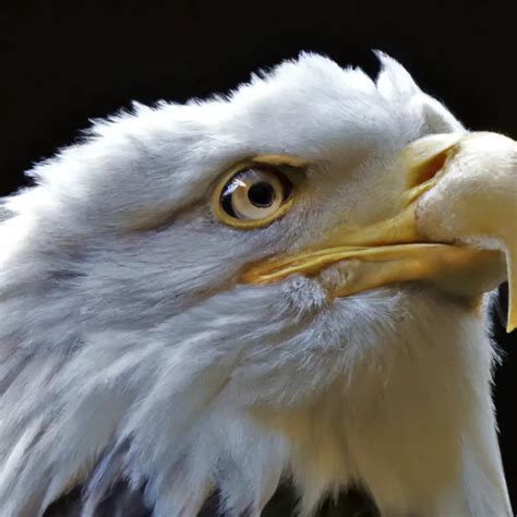 Cuál es la relación del águila calva con las especies de insectos en