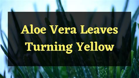 Aloe Vera Leaves Turning Yellow Here S Why Plantworksnyc