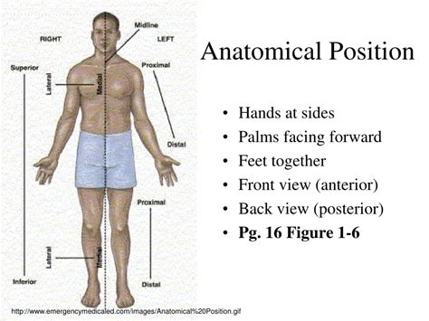 lecture  part  introduction  anatomical directions