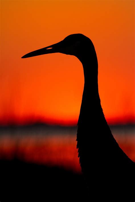 "Sandhill Crane Silhouette." by Daniel Cadieux | Redbubble