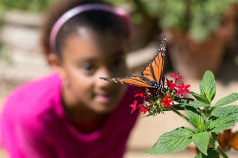 Santa Barbara Museum of Natural History Seeks Volunteers for Butterfly ...