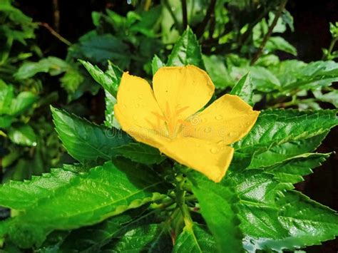 Close Up Photo Of A Yellow Turnera Ulmifolia Flower That Blooms In The