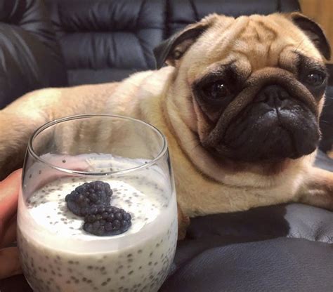 Pugs Love Gourmet Food These Photos Are A Great Proof Of This