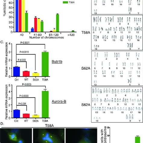 Expression Of C Myc T A Induces Mammary Adenocarcinoma With An Average