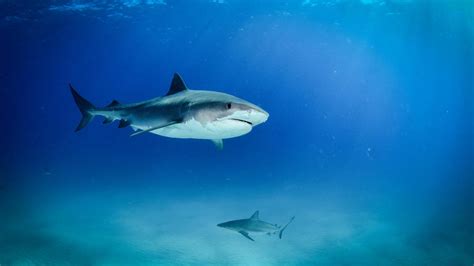 Sharks Teach Scientists How To Beat Cancer