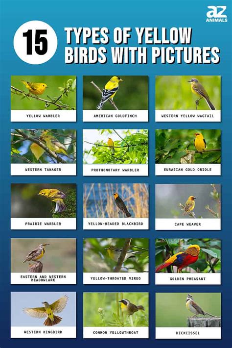 Birds Pictures With Names Infoupdate Org