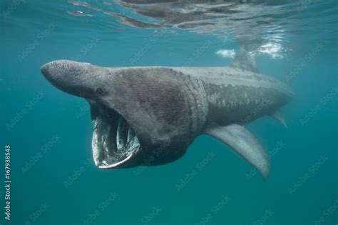 Foto De Basking Shark Cetorhinus Maximus Feeding In Shallow Water