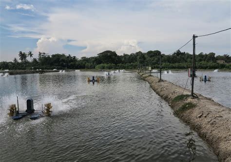 Kkp Fokus Tingkatkan Teknologi Tambak Udang Rakyat Aspek Id