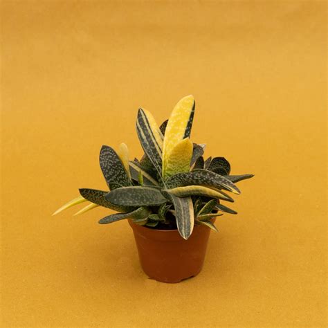 Gasteria Variegata AG Sanremo