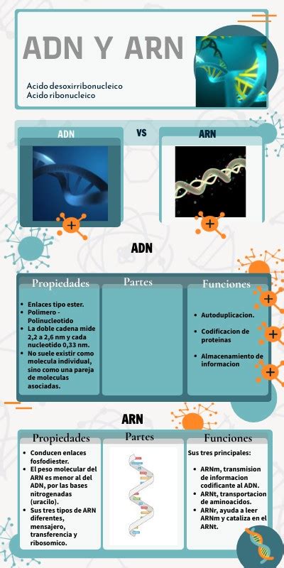 Infografía Adn Y Arn