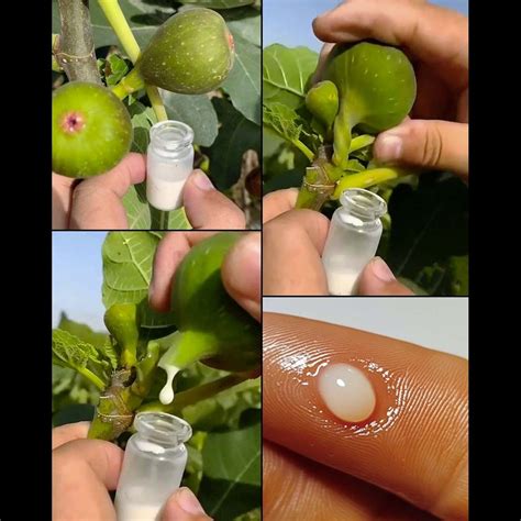Para Que Serve A Seiva Do Figo - Seiva de figo (leite de figo): como colher, usar e armazenar com segurança