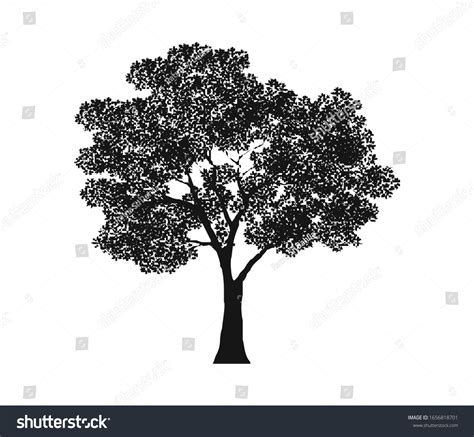 Beautiful Vector Tree Silhouette Outline Vector Stock Vector (Royalty Free) 1656818701 ...