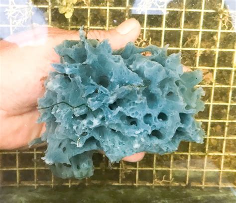 Blue Sea Sponge for Sale. Ultra Blue Specimen Whole Sponge Colony.