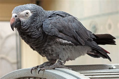 Parrots Pet Guide Information On African Gray Parrot