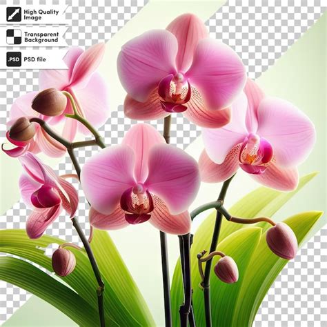 Orquídea rosa psd em fundo transparente PSD Premium