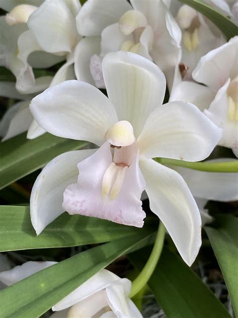 Orchid Cymbidium Sarah Jean Ice Cascade Garden Org