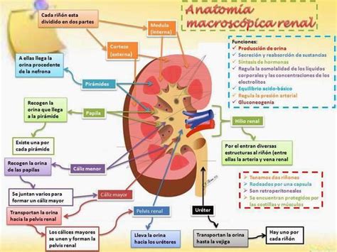 Insuficiencia Renal Cronica Mapa Conceptual Documentos