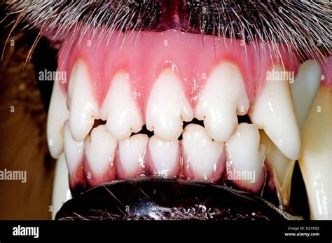 Dog Teeth Stock Photo Alamy