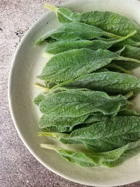 Torta R Stica Integral Folhas Verdes Santo Legume