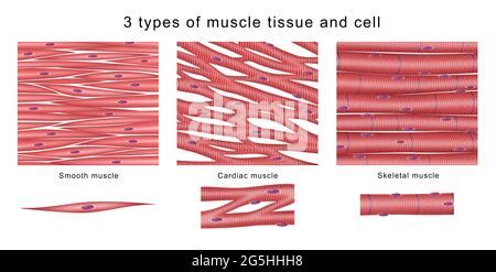 Illustration Of Muscle Types Stock Photo Alamy