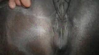 Hard Human Cock Fucking A Black Mare S Wet Pussy