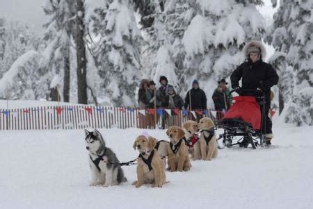 Shasta - Shasta from snow buddies Photo (31197839) - Fanpop