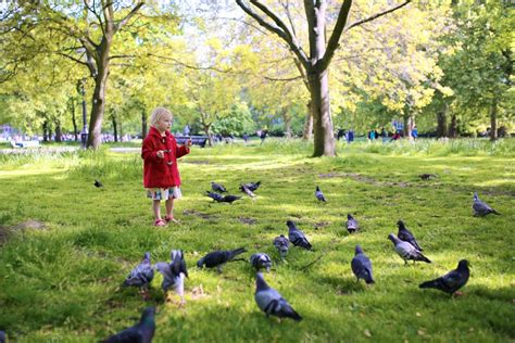 Little girl feeding birds in the park Stock Photo by ©CroMary 73982031