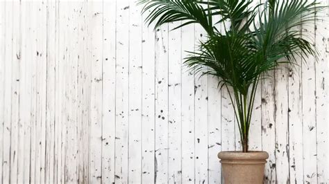 6 Best Indoor Palms for Low Light | Houseplant Help