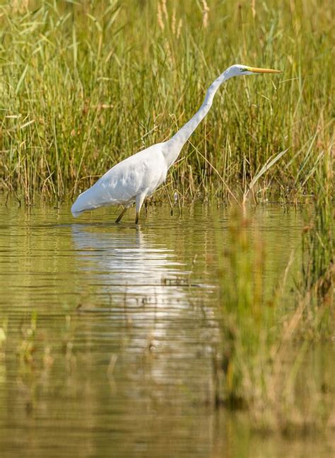 Great Egret Common - Free photo on Pixabay - Pixabay