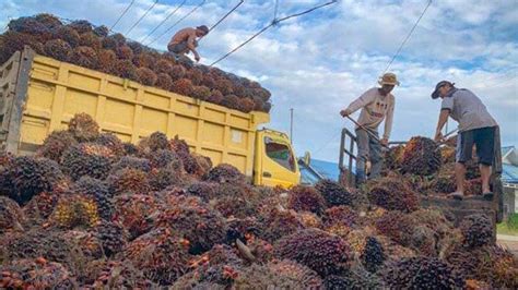 Lowongan Kerja Di Kutai Kertanegara Perusahaan Kelapa Sawit Pt Rea