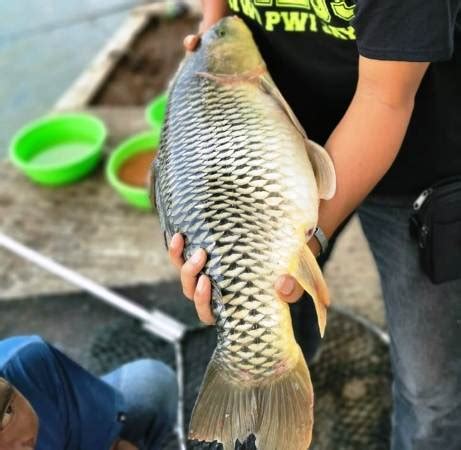 Essen Ikan Mas Paling Ampuh Isi Mili Essen Galak Mancing Dijamin