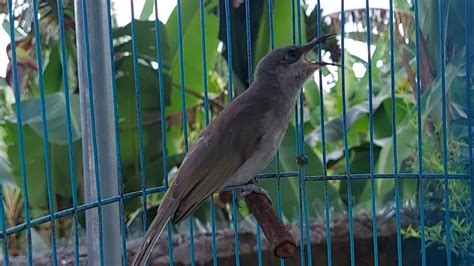 Semua Jenis Burung Langsung Bunyi Gacor Dengar Suara Kecial Kombok Full