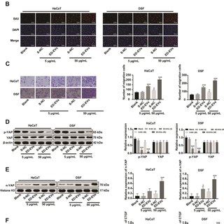 Plasma Ed Evs Activate Yap Nuclear Translocation And Promote Dsf