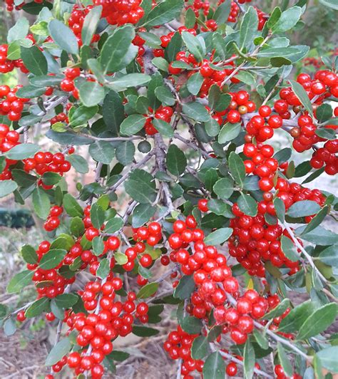 Ilex Vomitoria Yaupon Holly Pride Of Houston Eco Blossom Nursery