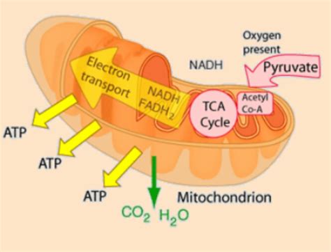 ELECTRON TRANSPORT CHAIN