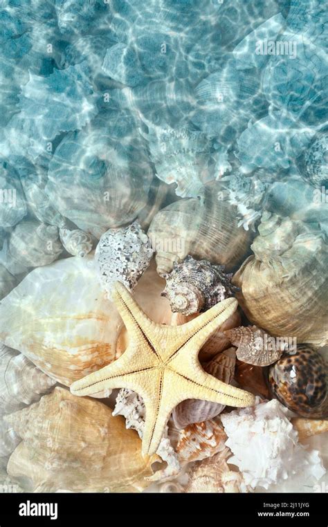 Starfish And Seashell On The Summer Beach In Sea Water Summer