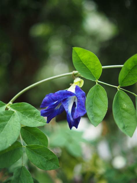 butterfly pea blue flower on bokeh background nature plants 25408923 ...