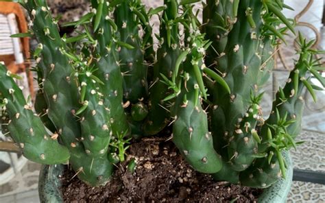 Austrocylindropuntia Subulata Eves Needle Cactus Shrubs Garden