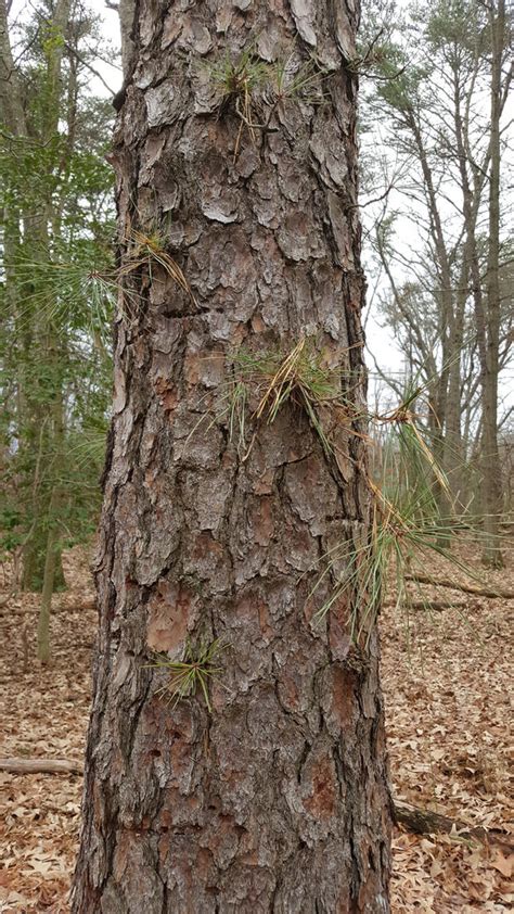 Maryland Biodiversity Project Pitch Pine Pinus Rigida