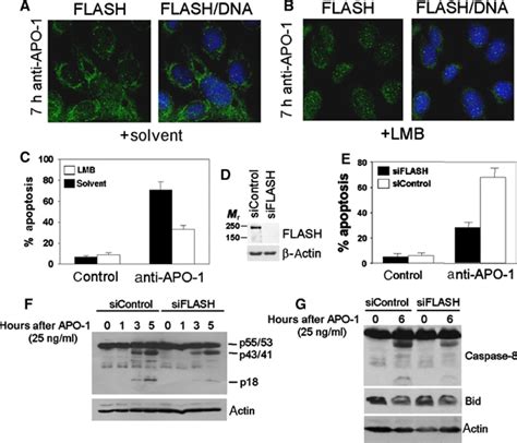 Flash Links The Cd95 Signaling Pathway To The Cell Nucleus And Nuclear