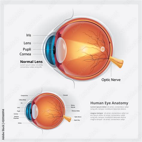 Human Eye Anatomy and Normal Lens Vector Illustration Stock Vector ...