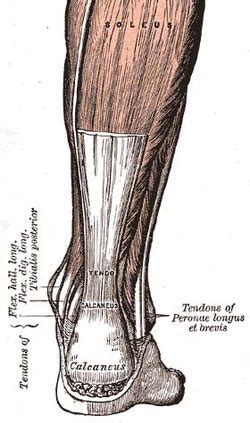 Achilles tendon - Wikipedia