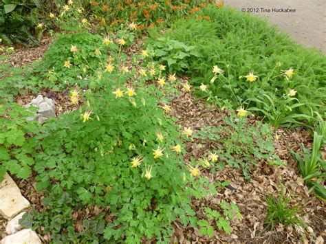 Shade garden plants | My Gardener Says…