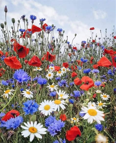 Solve Wildflowers Jigsaw Puzzle Online With 20 Pieces