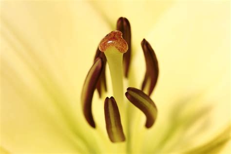 Wallpaper Flower Flora Macro Photography Close Up Pollen Petal